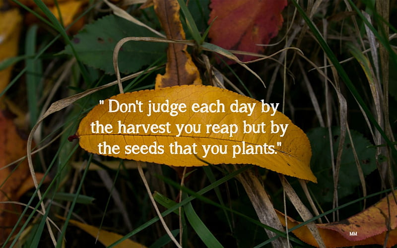 Seeds, Words, Sayings, Life, Leaves, Thoughts, Nature, Quotes, HD wallpaper