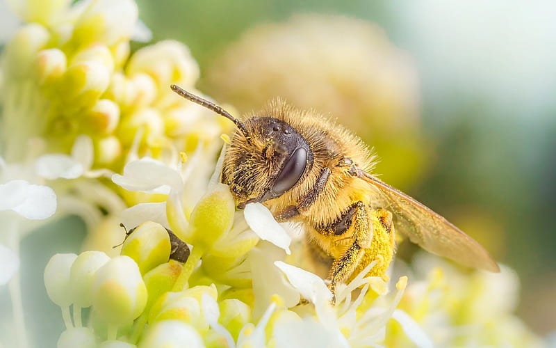 bee, spring, pollen gathering, honey, flowers, insect, macro, HD wallpaper