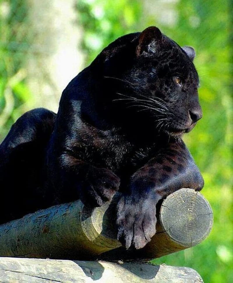 Panther, animal, black, cat, pantera, panthers, HD phone wallpaper | Peakpx Panther, animal, black, cat, pantera, panthers, HD phone wallpaper | Peakpx