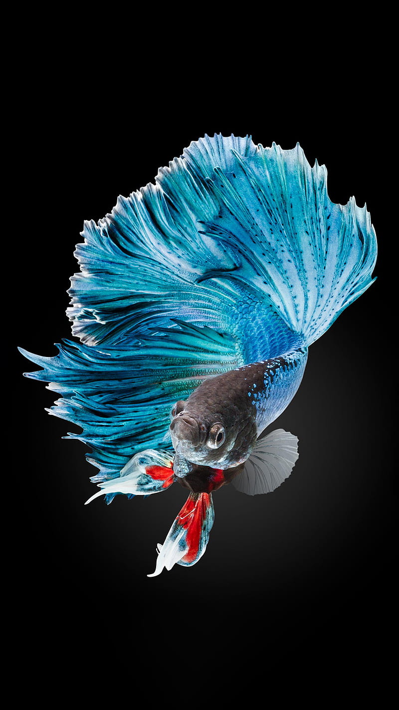 Siamese Fish, aquarium, couple, bird, fighting, colorful fish, HD phone wallpaper