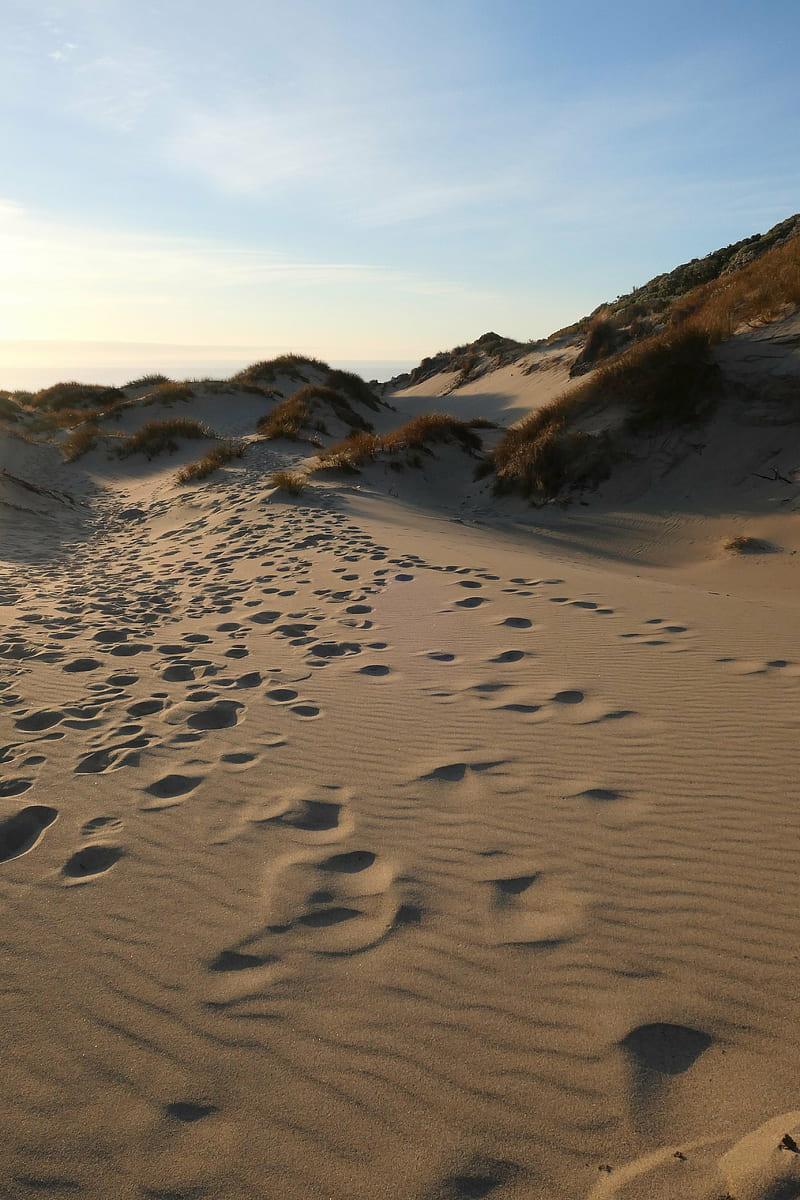 sand, hill, dunes, grass, traces, HD phone wallpaper