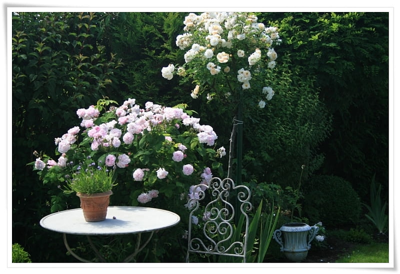 July, home, garden, roses, HD wallpaper | Peakpx