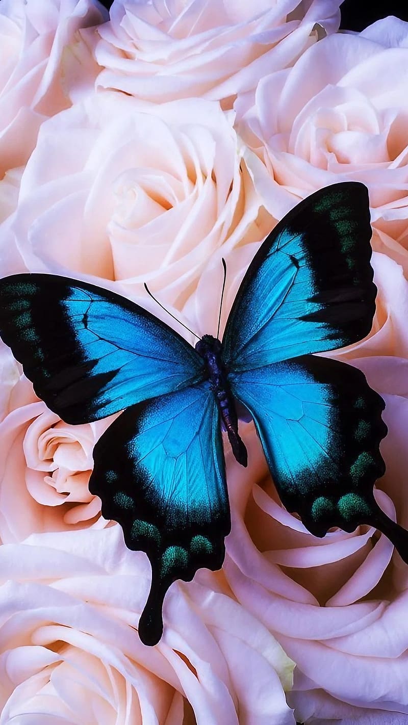 Blue Butterfly , Pink Roses, butterfly , blue butterfly, HD phone wallpaper