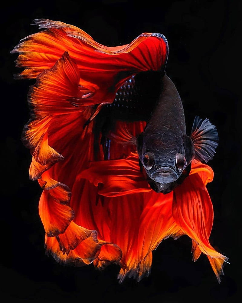 Fish, aquarium, beta, orange, red, HD phone wallpaper