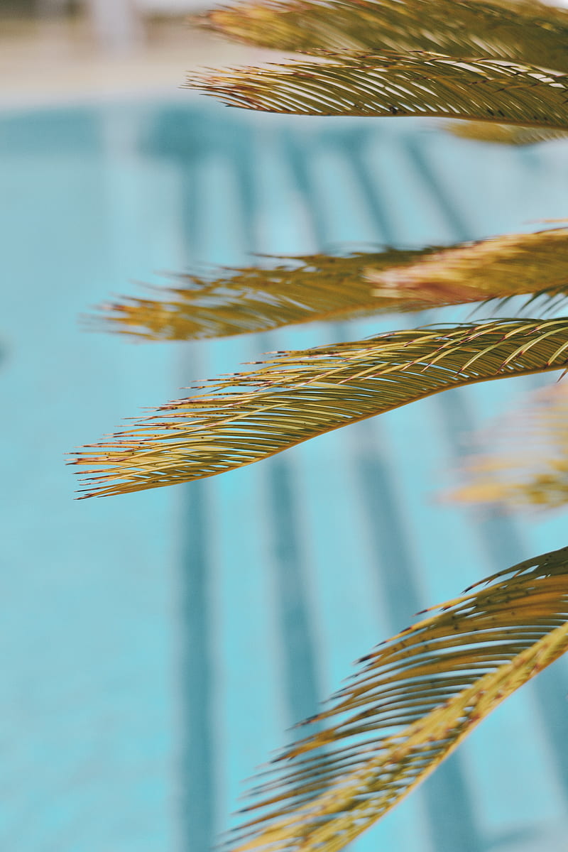 leaves, palm, branch, dry, HD phone wallpaper