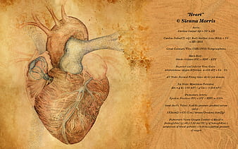 anatomy wallpaper hd