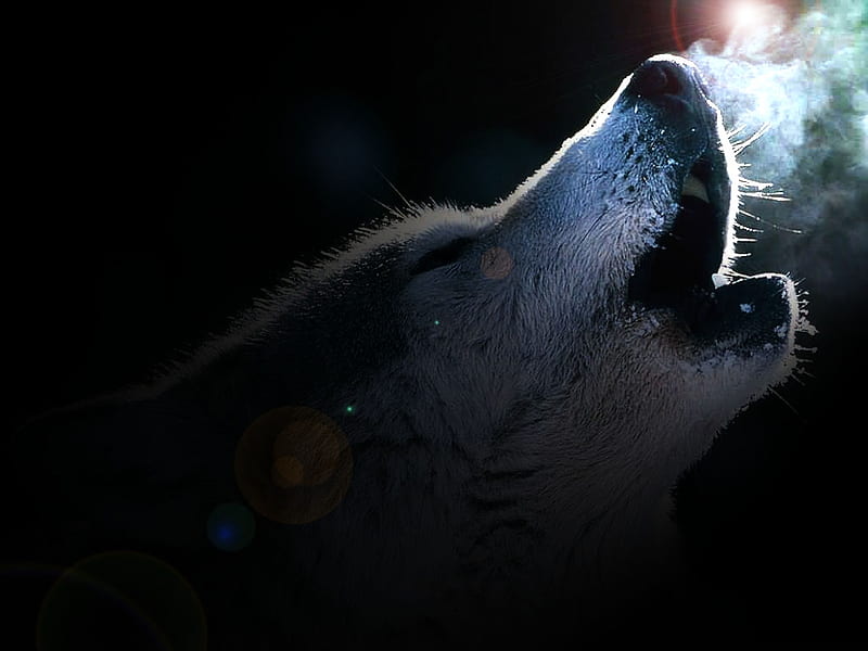 Howling in the dark, bonito, howl, canine, wolf wllpaper, wolf pack, solitude, friendship, gris, mythical, majestic, pack, dog, lobo, winter, spirit, snow, grey wolf, wolf, wolves, lone wolf, howling, HD wallpaper
