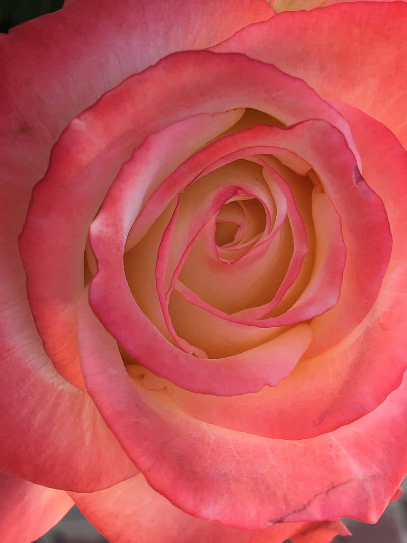 Flor, bonito, colores, naturaleza, rosado, rosa, rosas, Fondo de