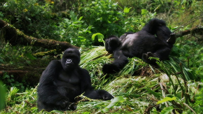 Gorillas, Primates, Monkeys, Jungle, Gorilla, HD wallpaper | Peakpx