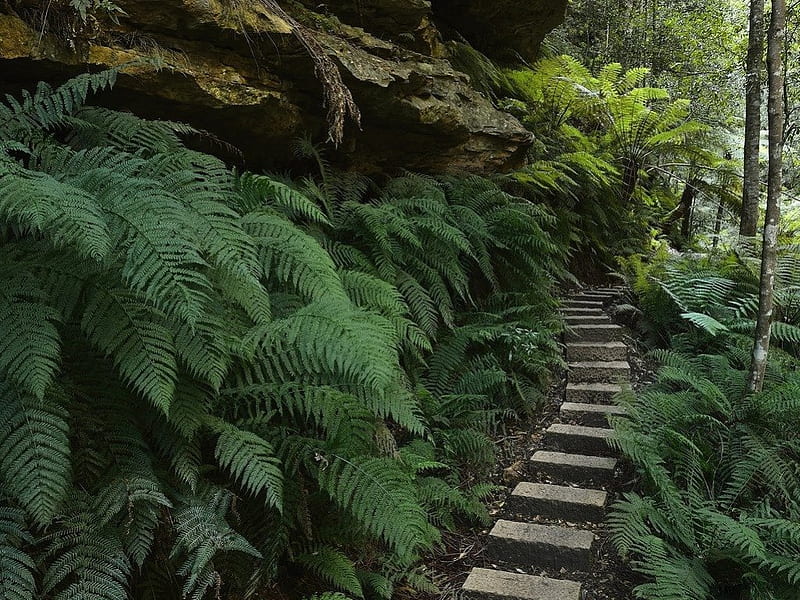 TO TARZAN'S HOUSE, parks, jungles, ferns, green, plants, stairs, overgrowth, steps, HD wallpaper