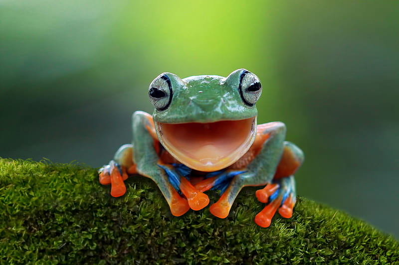 Frogs, Tree Frog, Amphibian, Close-Up, Frog, Wildlife, HD wallpaper