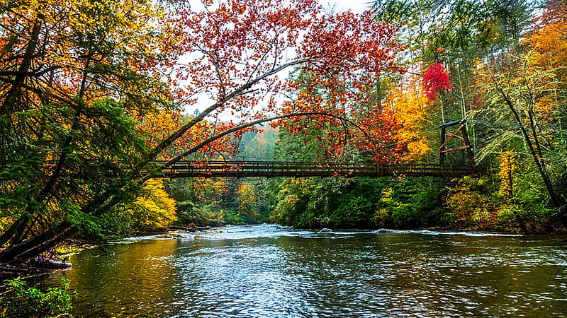 The Toccoa River Hanging Bridge, Georgia, leaves, fall, autumn, trees, colors, water, forest, usa, HD wallpaper
