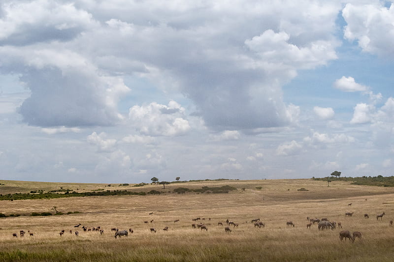 animals scattered on open field, HD wallpaper