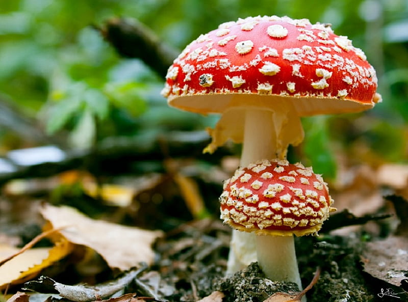 Alice's Mushrooms, red, fungi, leaves, spots, fly agaric, nature, white, HD wallpaper