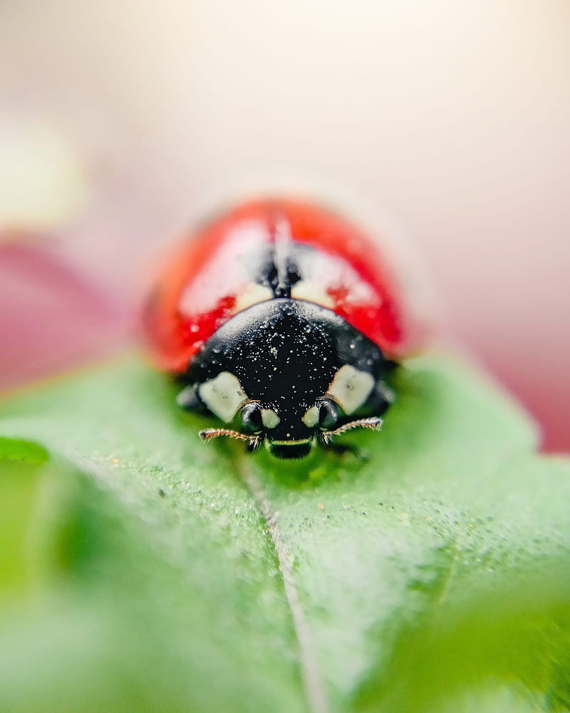 ladybug, insect, leaf, macro, HD phone wallpaper