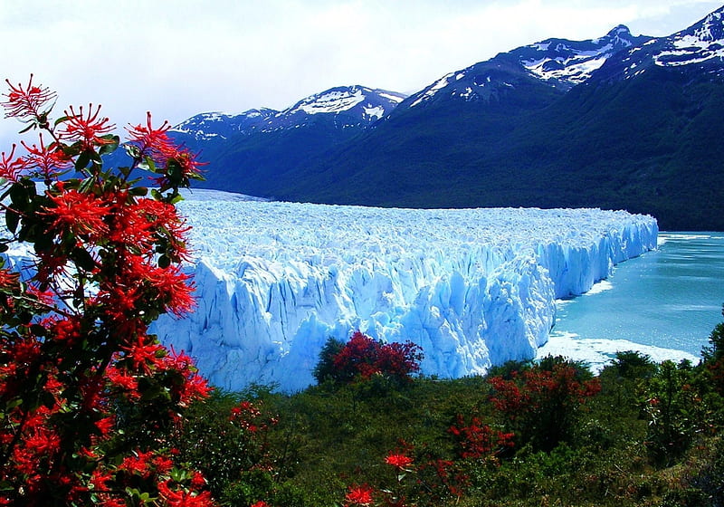 Glacier and Flowers in Argentina, wilderness, plants, blossoms, ice, river, HD wallpaper