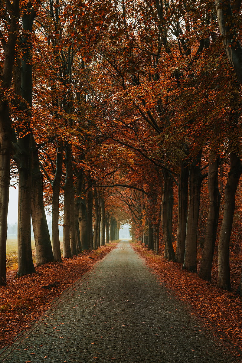 alley, path, trees, autumn, nature, HD phone wallpaper
