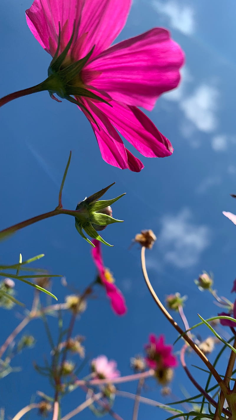 Pink flower under blue sky during daytime , blossom petal, nature, HD phone wallpaper
