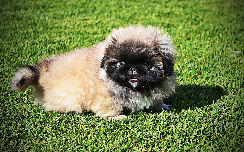 Pekingese, puppy, close-up, summer, fluffy dog, cute dog, green grass, pets, dogs, Pekingese Dog, cute animals, HD wallpaper