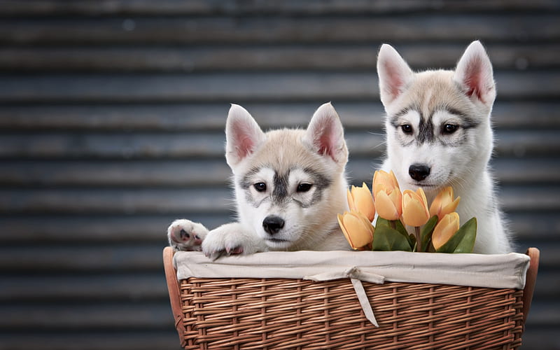 Husky, puppies, small dogs, cute animals, basket with dogs, orange tulips, HD wallpaper