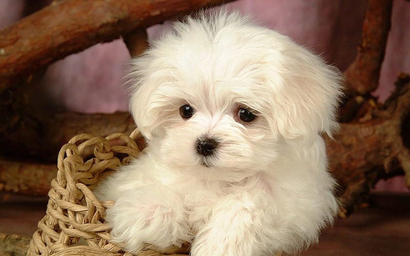 Cute Maltese Puppy, cute, maltese, puppy, cuddly, HD wallpaper
