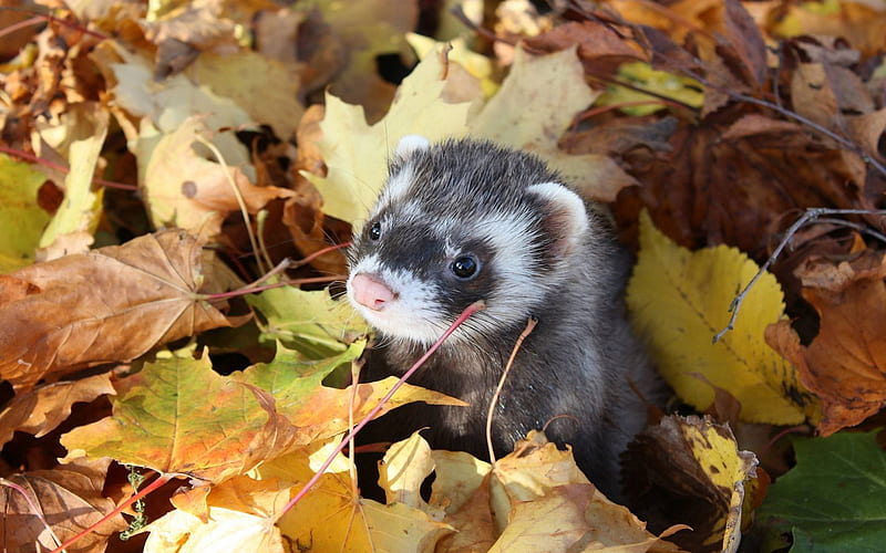 A ferret among the leaves, fall, leaves, nature, rodent, ferret, HD wallpaper