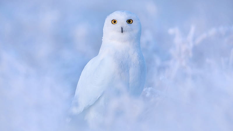 Yellow Eyes White Owl Bird In Snowfield Background Owl, HD wallpaper