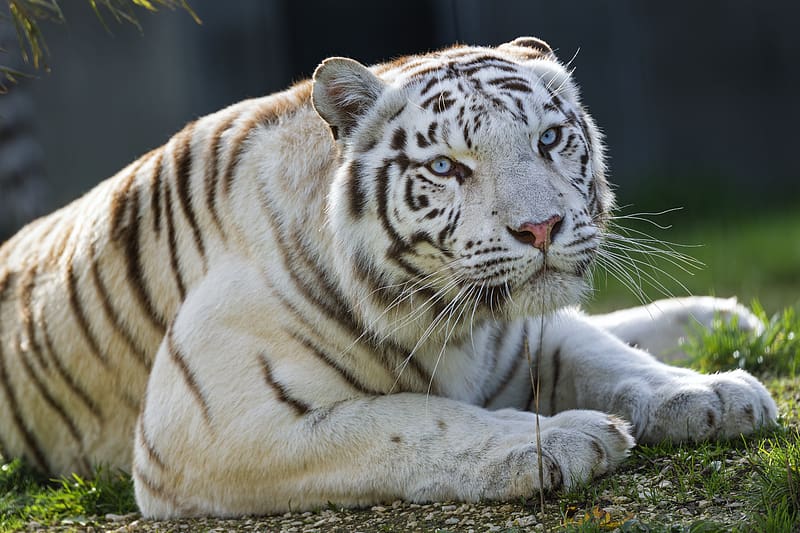 tigress, tiger, white, big cat, predator, animal, HD wallpaper