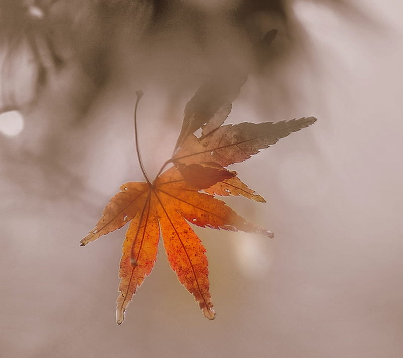 Leaf, autumn, blur, color, fog, leaves, maple, mist, orange, soft, HD wallpaper