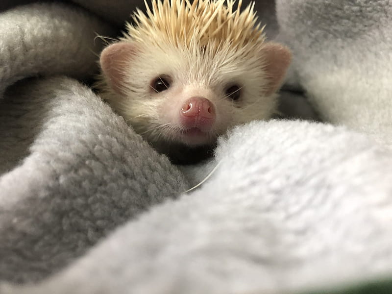 Adorable Hedgehog . Reader's Digest, Cute Porcupine, HD wallpaper
