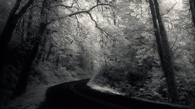fabulous road through a forest in grayscale, blacktop, forest, grayscale, road, HD wallpaper