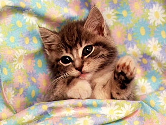 My Cats - Adorable Cat & Kitten HD Wallpapers - MyStart