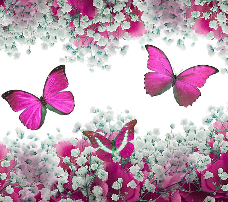 Pink butterflies, colorful, nice, butterfly, new, color, nature, animal, HD  wallpaper | Peakpx