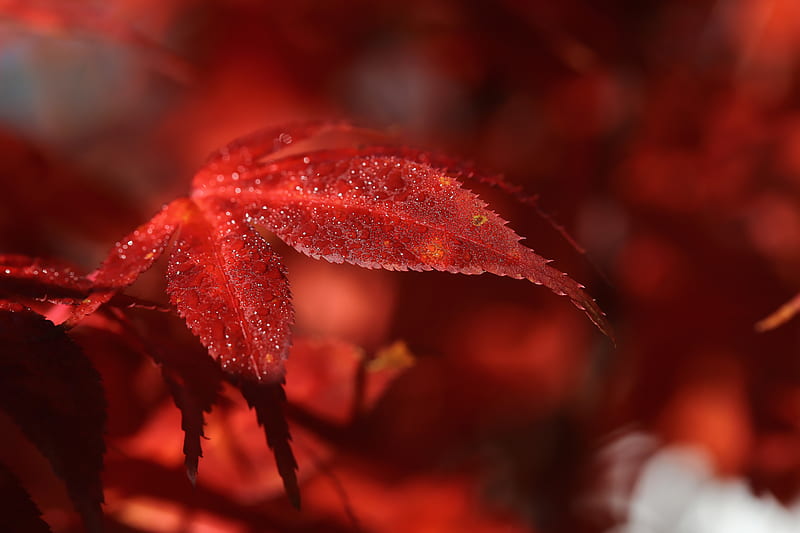 Red Leaf Macro , nature, leaf, red, macro, graphy, HD wallpaper