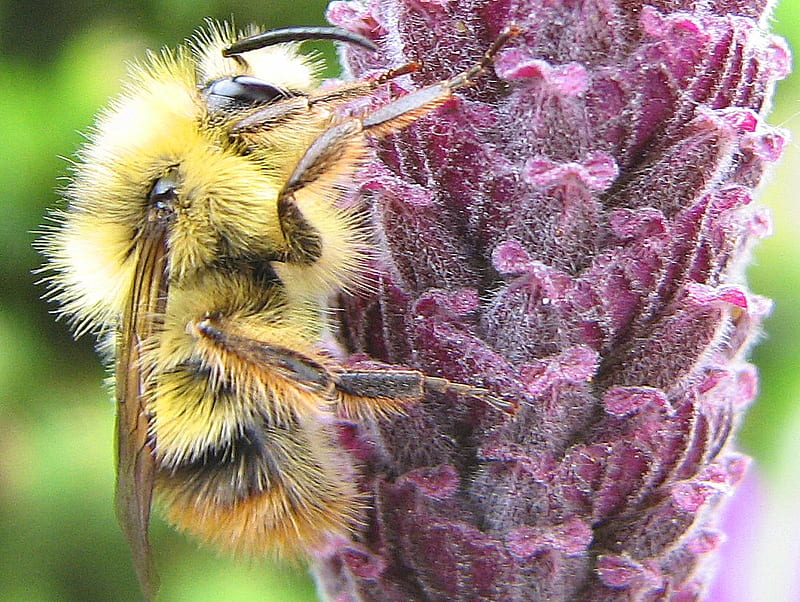 Well It S Like A Bee Okay Closeup Bug Bee Washington Hd Wallpaper Peakpx