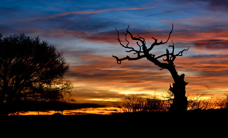 sunset, branch, silhouette, clouds, HD wallpaper
