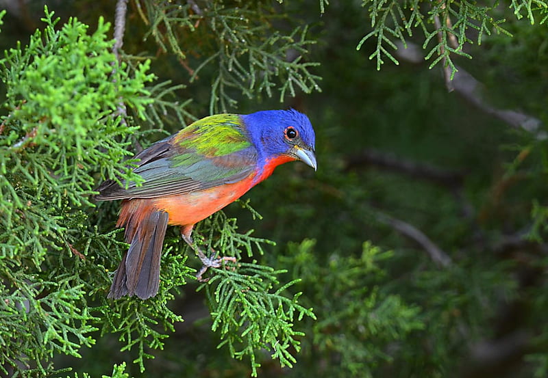 Painted Bunting in Spring, Colorful, Painted Buntings, Spring, Animals, Nature, Birds, HD wallpaper