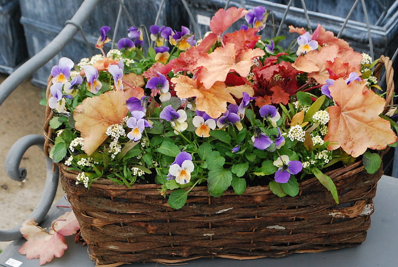 Beautiful basket, arrangements sping, bench, metal, leaves, basket, summer, blossoms, flowers, garden, HD wallpaper