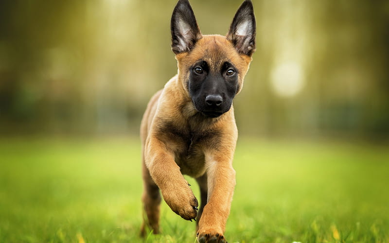 Malinois dog, Belgian Shepherd, puppy, small brown dog, pets, breeds of dogs, Chien de Berger Belge, HD wallpaper