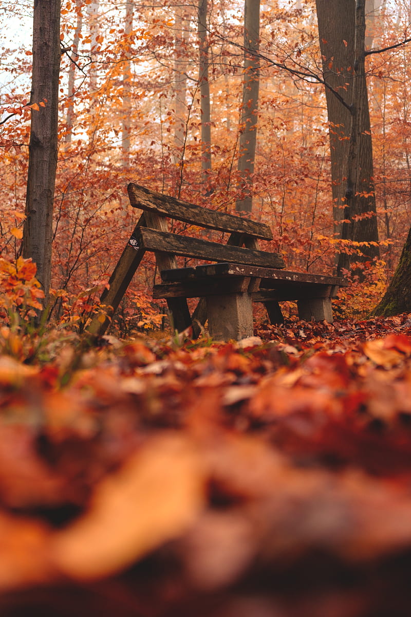 bench, forest, autumn, nature, HD phone wallpaper