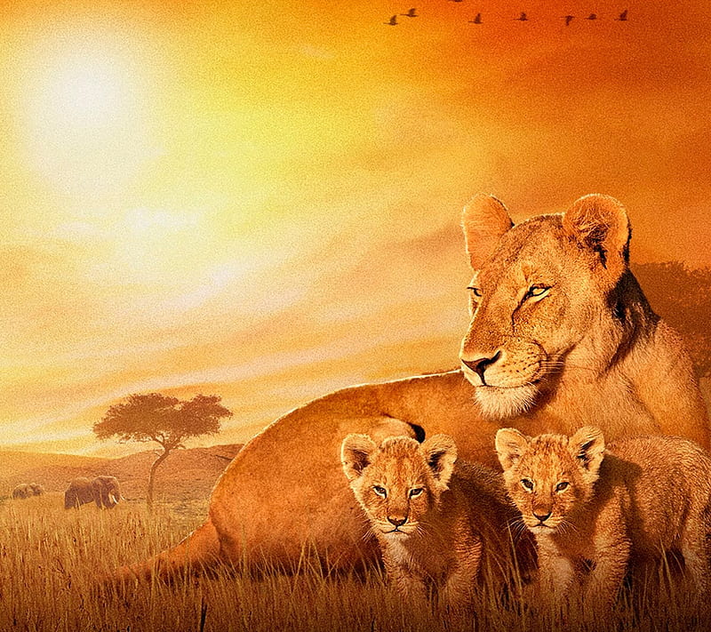 African Lion, africa, cute, lions, savannah, HD wallpaper