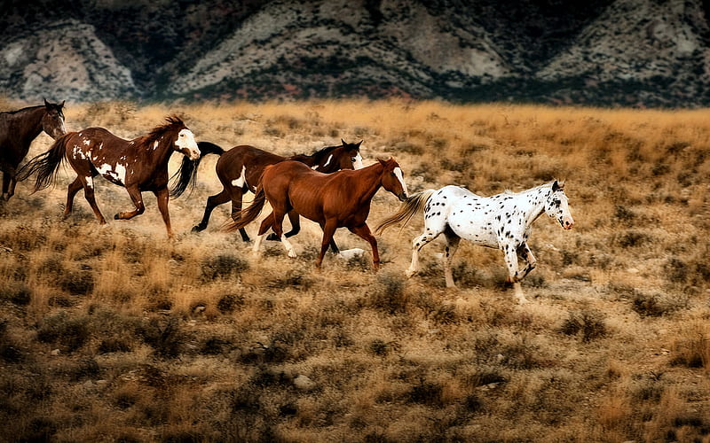 Wild Horses in Wyoming 1, USA, equine, bonito, horse, appaloosa, animal, graphy, Wyoming, wild, wide screen, running, HD wallpaper