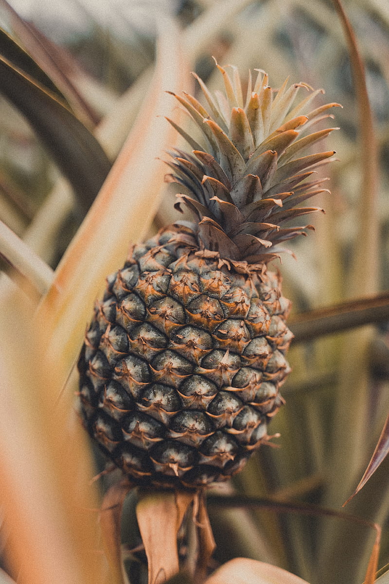pineapple, fruit, tropical, plant, leaves, HD phone wallpaper