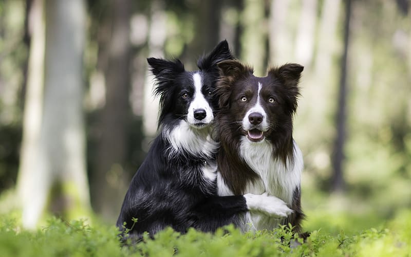 Border Collies, animal, dog, black, white, green, couple, nature, caine, border collie, HD wallpaper