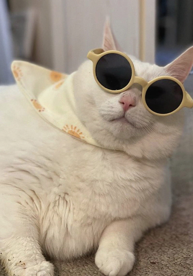 king duncan, fat cat, cat, sunglasses, funny, HD phone wallpaper