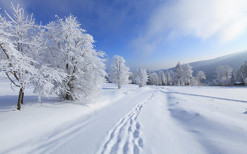 Footsteps in Fresh Snow, HD wallpaper