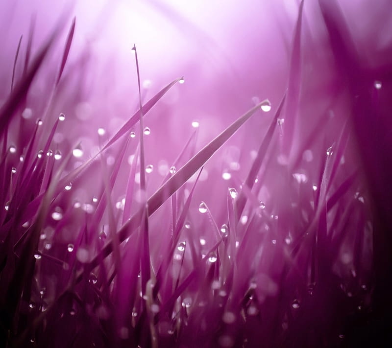 Water Drop Abstract, drops, grass, nature, new, nice, purple, rain, HD wallpaper