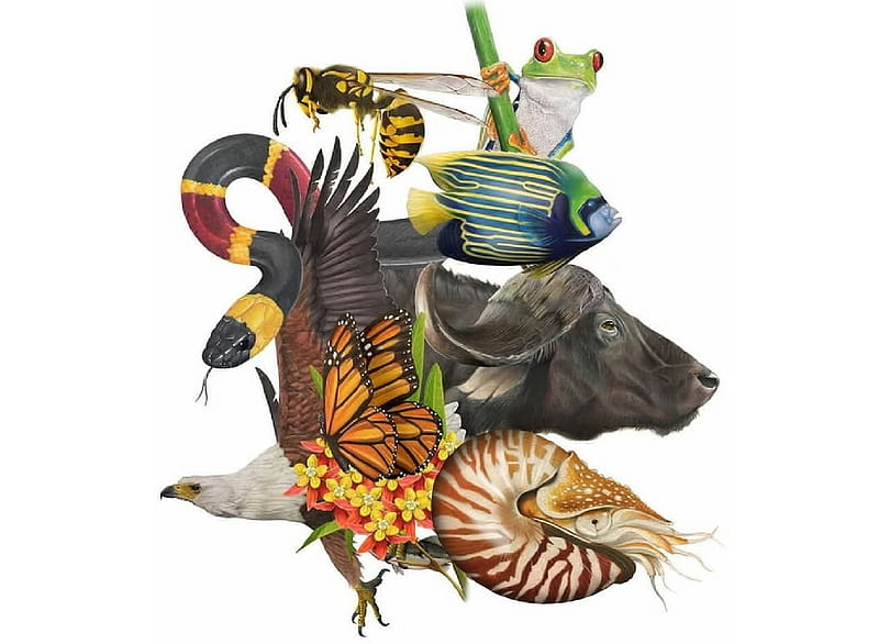 Animal world, Animal, Mollusks, INsects, Zoology, fish, HD wallpaper