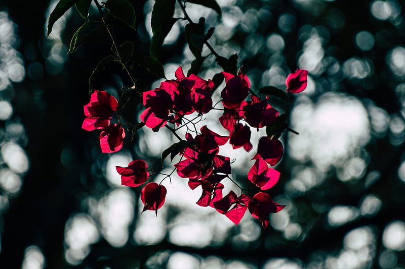 red flowers in tilt shift lens, HD wallpaper