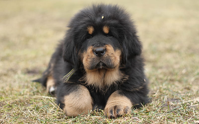 Tibetan Mastiff, 4к, small dog, black puppy, green grass, puppy on the grass, pets, mountains, HD wallpaper
